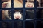 The 4 Best Ferret Cages (And Important Considerations Before You Buy)