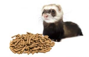 A ferret looking at some food pellets
