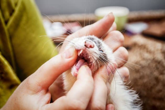 Why Do Ferrets Grind Their Teeth? Pet Gear Info Why Do Ferrets Grind Their Teeth? Pet Gear Info
