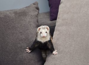 Ferret on a couch