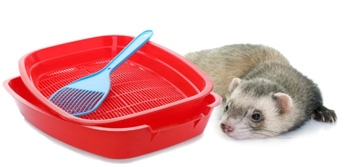 ferret sleeping by litter box