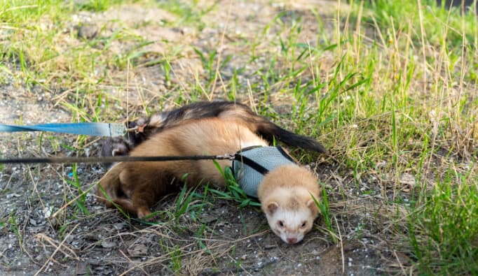 Ferret being taken for a walk with harness and leash