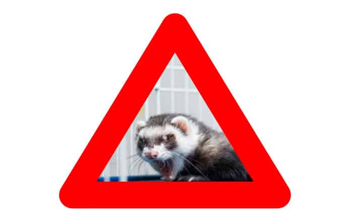Warning sign of a ferret hissing