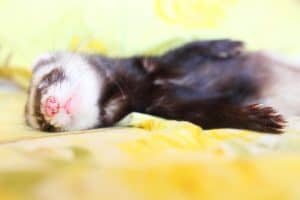 A ferret sleeping soundly