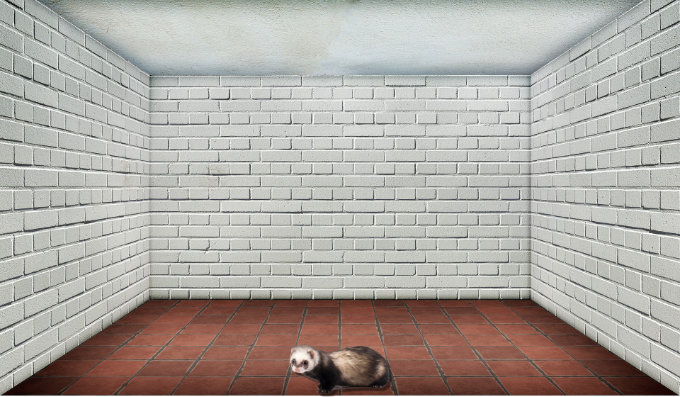 A ferret being left all alone