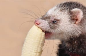 A ferret eating fruit (a banana)