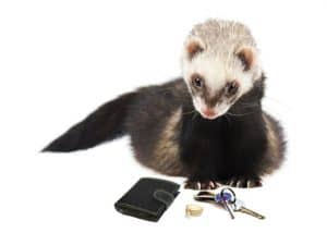 A ferret caught with the items it stole