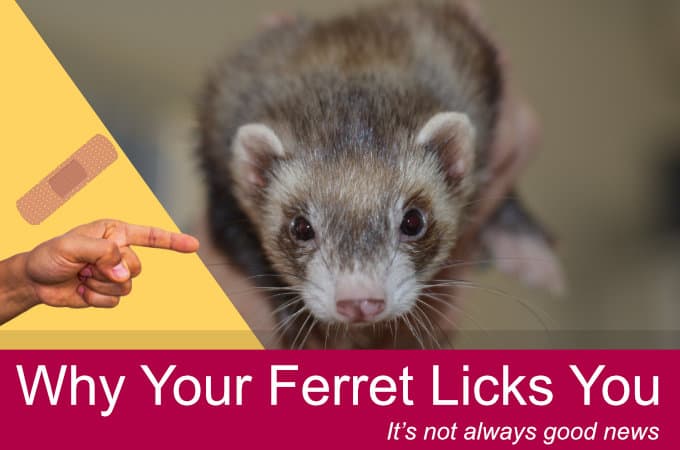 Why your ferret licks you