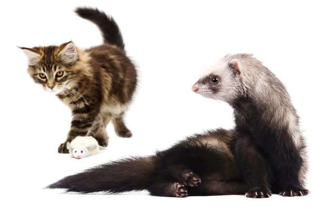 Do ferrets get along with cats?