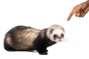 How to discipline a ferret