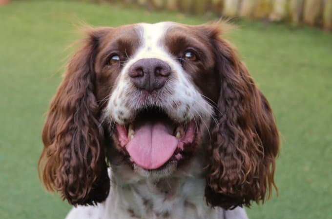 Do Springer Spaniels Shed Their Fur And Is It Throughout The Year? - Pet  Gear Info